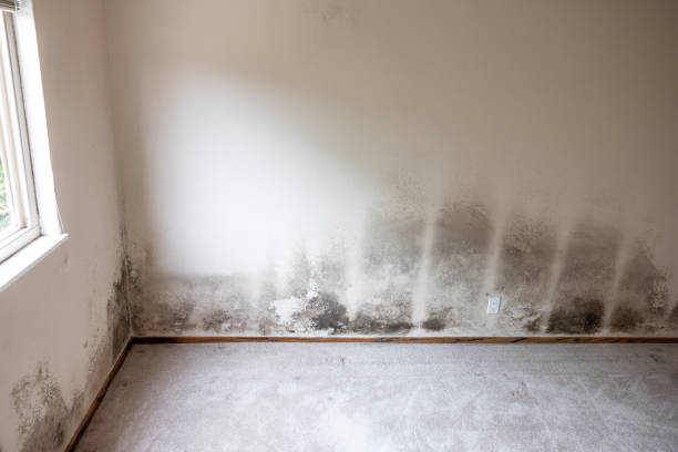 Best Mold-Related Health Consultation  in Richfield, UT